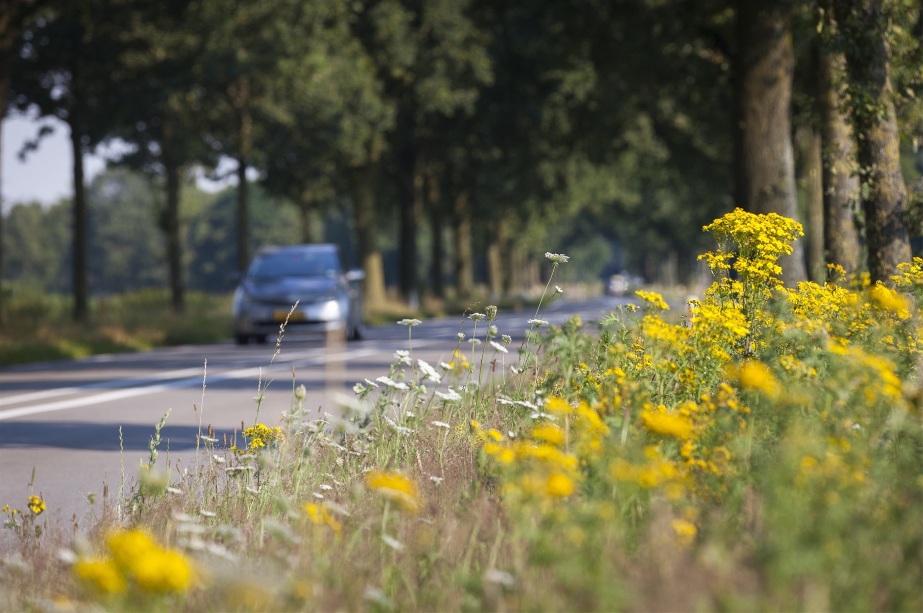 Bloemen in een berm langs de provinciale weg waar een auto overheen rijdt.