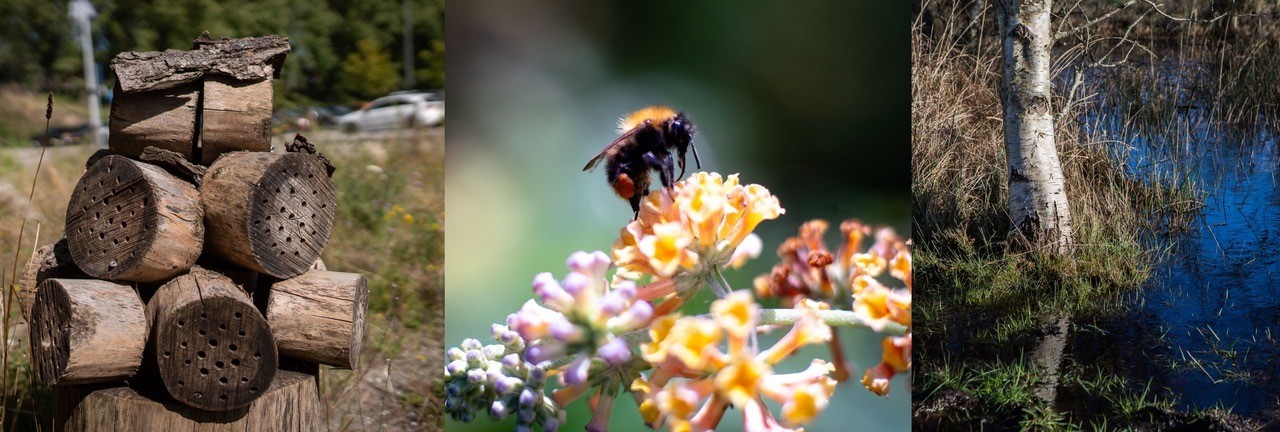 Compilatie van drie foto's over biodiversiteit. V.l.n.r.: boomstronken met holtes voor insecten, een hommel op een bloem en een oever met gras en een boom.